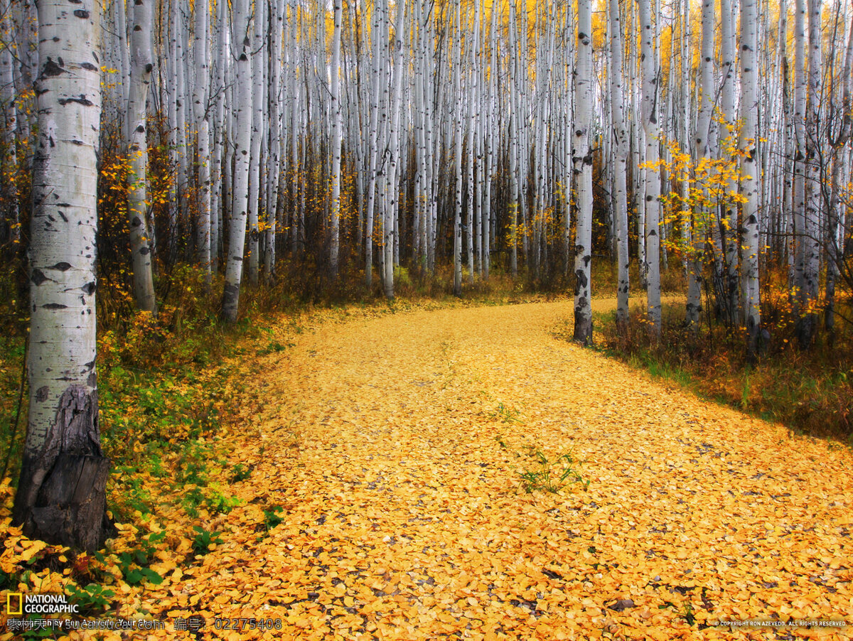 秋黄 秋景 树林 落叶 小路 自然风景 自然景观