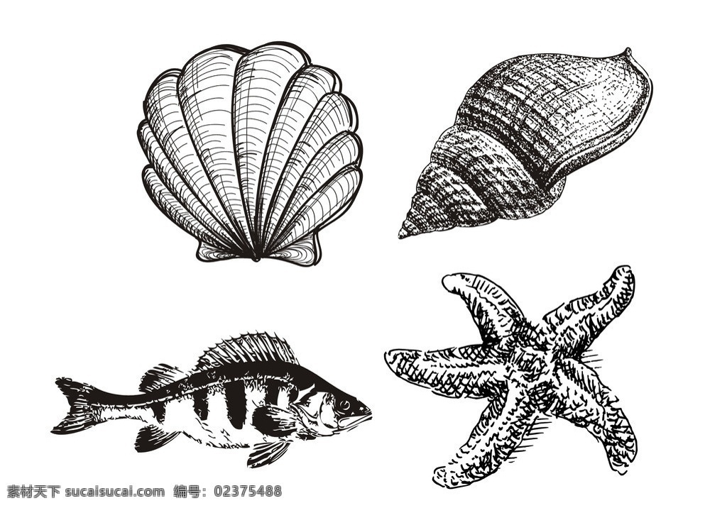 海洋生物 海螺 海星 贝壳 鱼 生物世界 矢量
