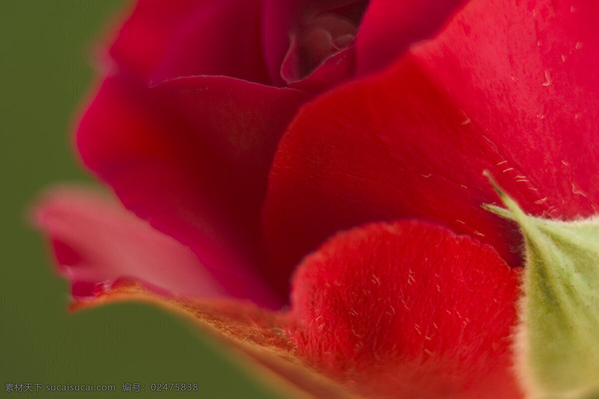 玫瑰花花瓣 花 鲜花 玫瑰花 花瓣 红色玫瑰 细腻 花瓣特写 花草树木 生物世界