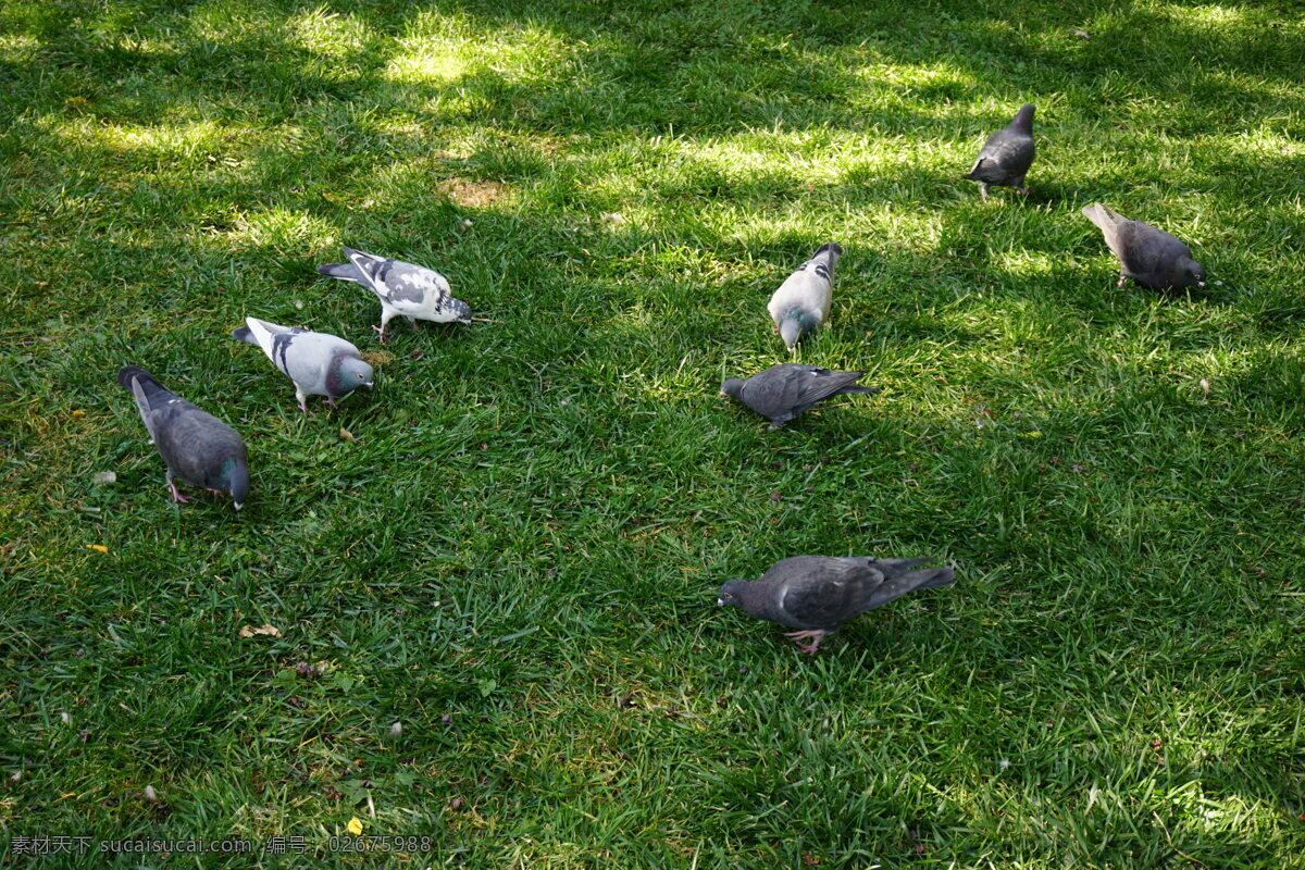 觅食 鸽子 草坪 绿色 鸟类 飞禽 生物世界