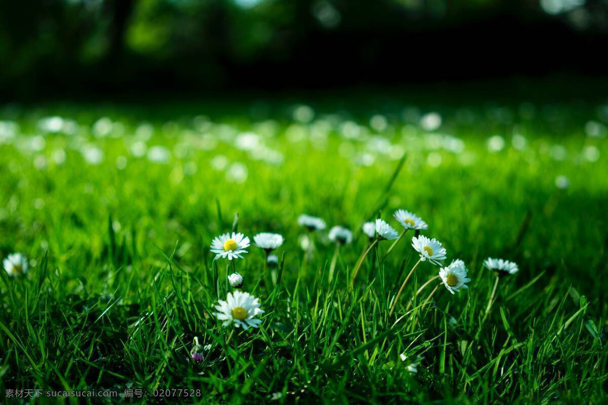 青草 草地 高清 大图 背景 绿色 生命 环保 自然 雏菊 白色 旅游摄影