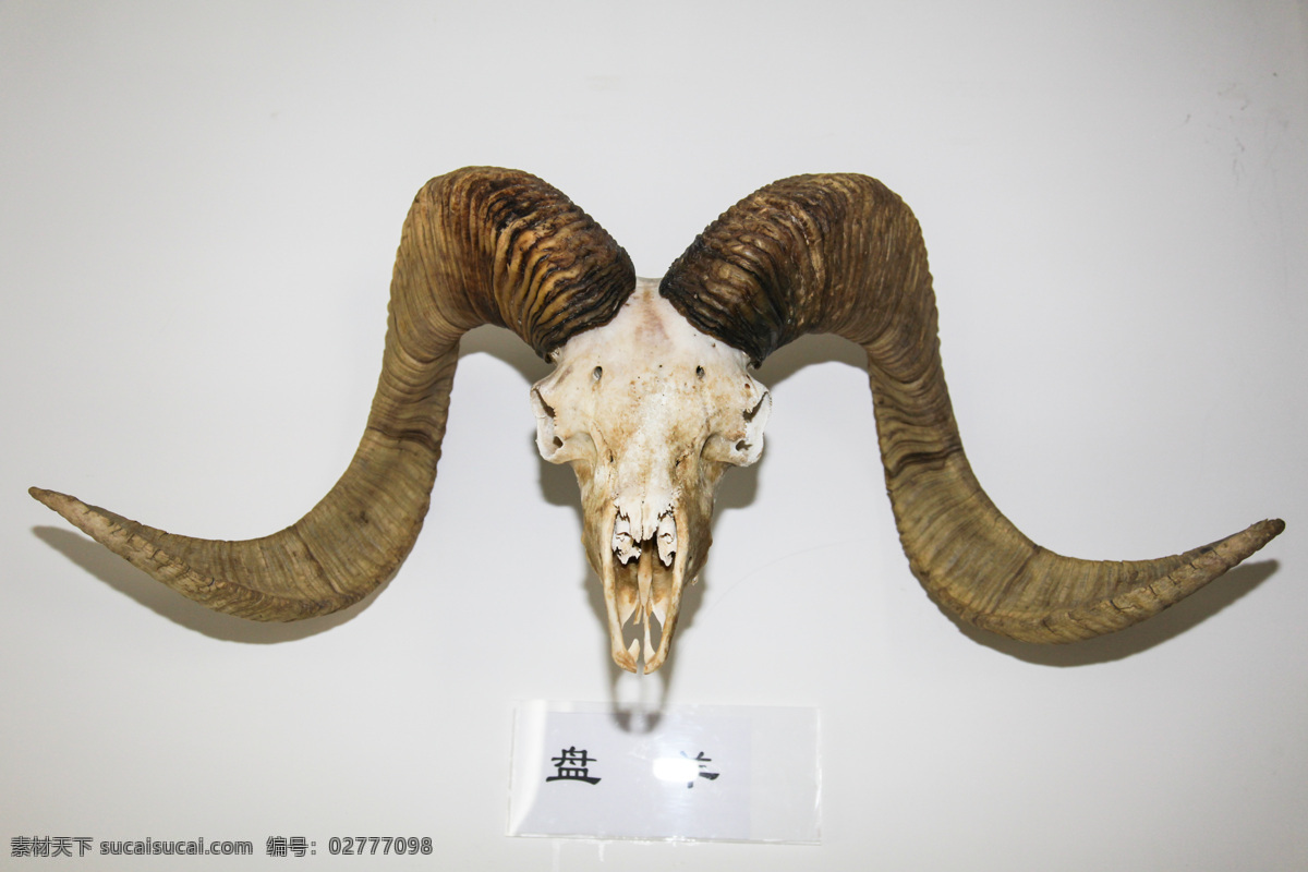 北 山羊 头骨 模型 北山羊 羊头 羊角 野生动物 生物世界