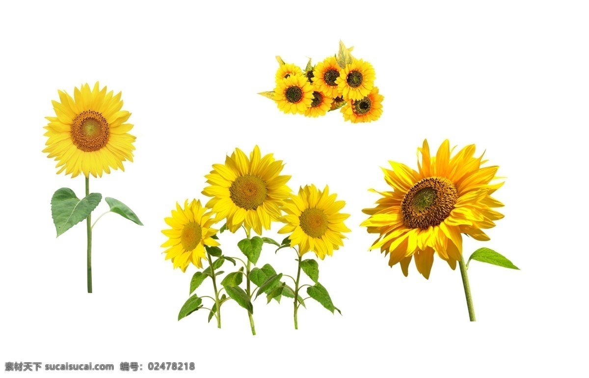 黄色向日葵 黄色花朵 向日葵素材 鲜花 植物 花朵 花朵素材 向日葵 葵花 向阳花 黄色 花卉 盛开 太阳花 向日葵花瓣