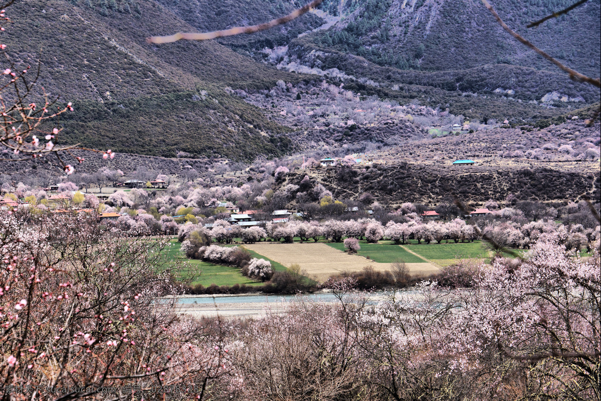 林芝桃花节 西藏 林芝 桃花 风景 自然风景 高清风景 风光 自然风光 景观 自然景观 树木 山 旅游摄影 国内旅游