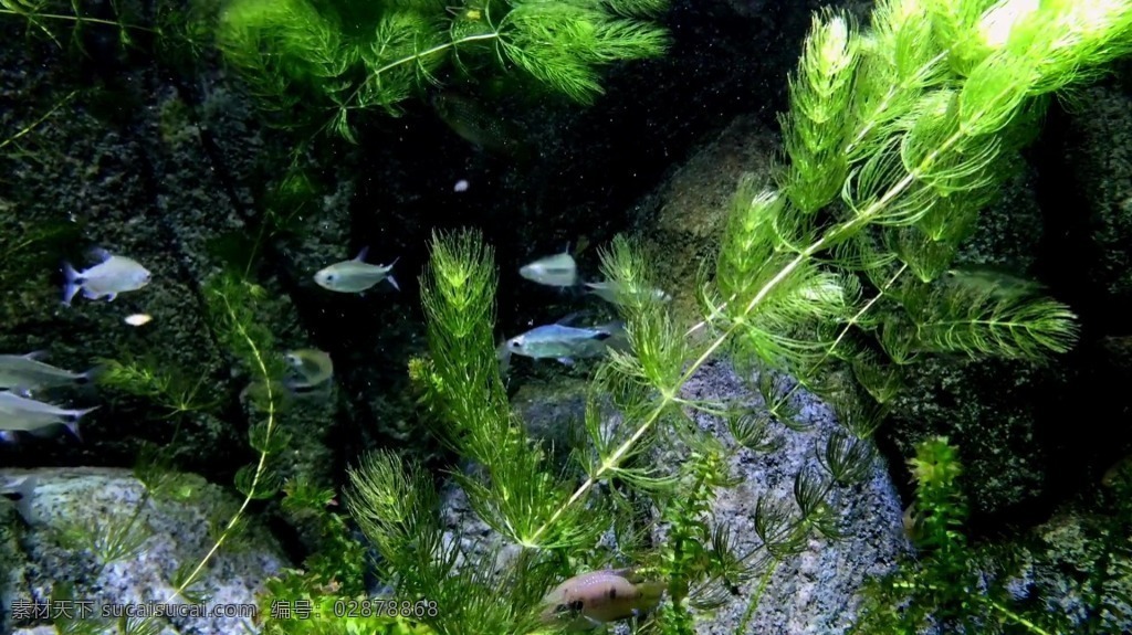 视频背景 实拍视频 视频 视频素材 视频模版 绿色植物 小溪 小溪视频