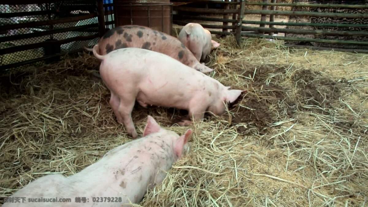 猪挖 动物 行业 猪 仔猪 播种 肉 市场 显示 农场秀 农场 农事 笔 麦粒肿 猪圈 农业 农家 谷仓 吃 觅食 饲料 放牧