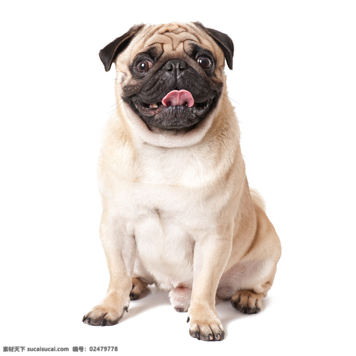 八哥犬 宠物 狗 可爱 小狗狗 动物 生物世界 家禽家畜