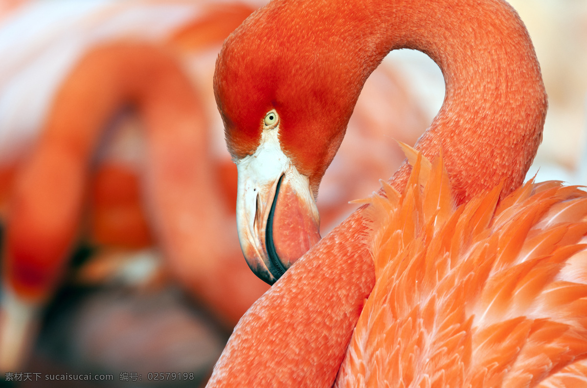火烈鸟 头部 特写 鸟类摄影 鸟类动物 动物世界 动物摄影 红鹳 空中飞鸟 生物世界