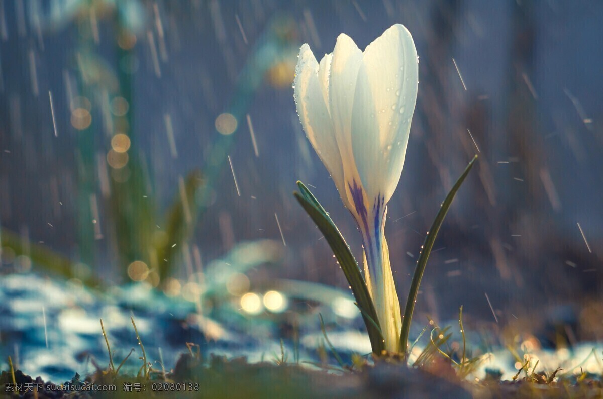 水仙花 下雨 大雨 盛开的花 雨水天气 生物世界 花草