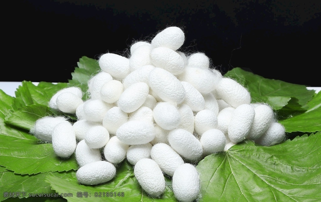 绿叶 蚕茧 丝绸 桑蚕丝 蚕 桑叶 生物世界 其他生物