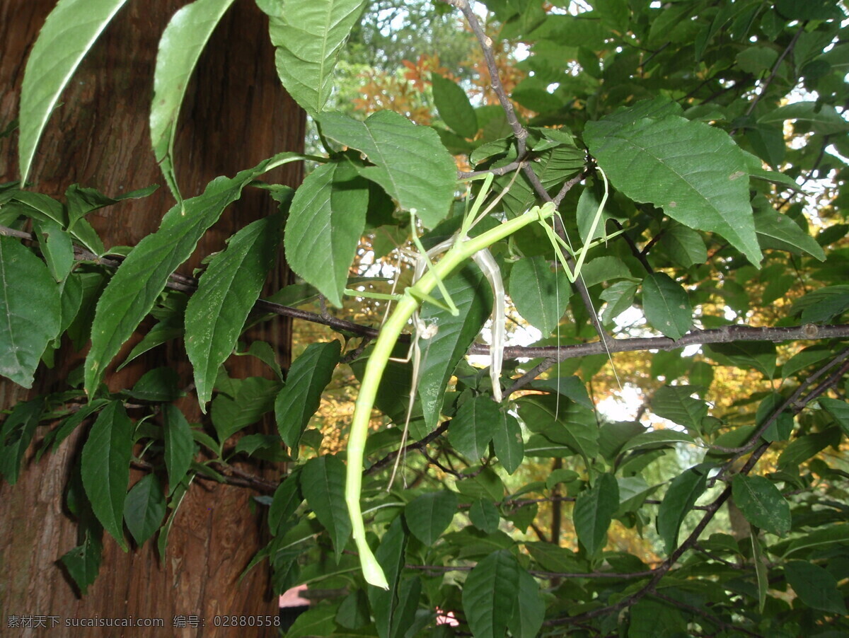 竹节虫 蜕皮 昆虫 生物世界 绿色