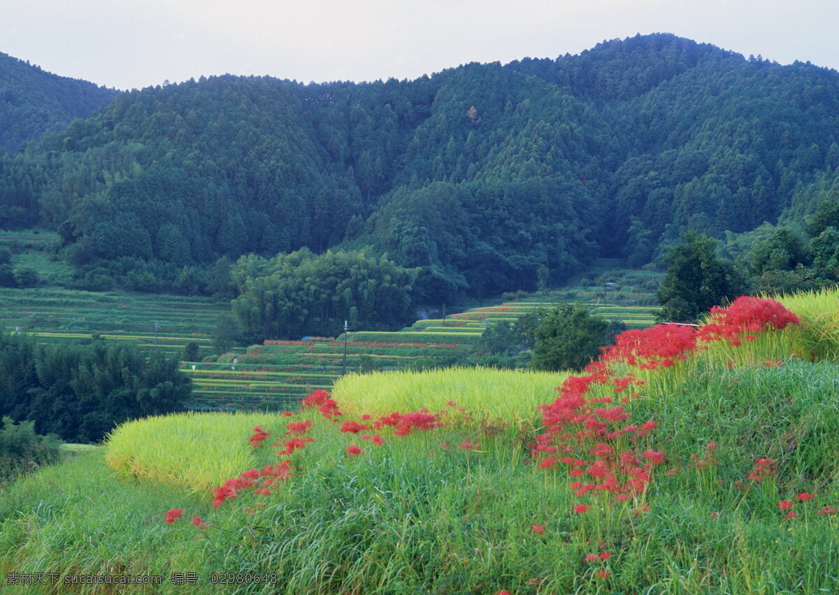 田园风光 背景 风光 风景 摄影图库 天空 田园 自然风景 自然景观 生活 旅游餐饮