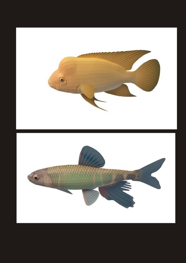 金 斑马鱼 3d 模型 游动 蓝星 鱼 3d模型素材 动植物模型