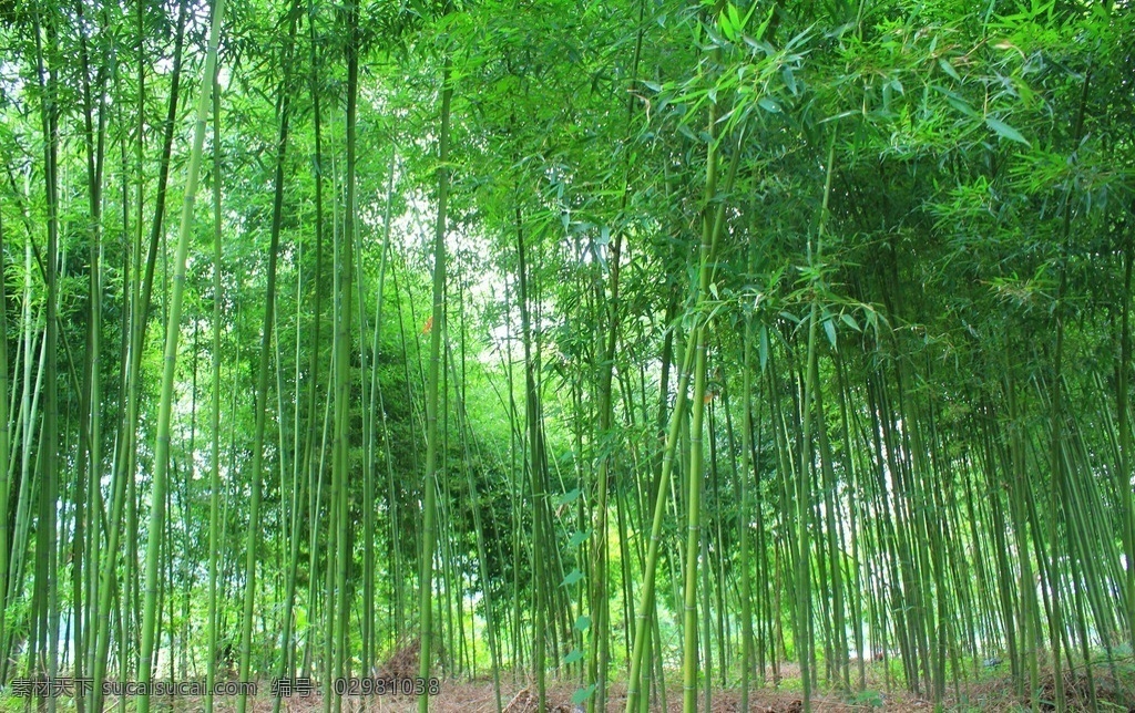 竹林 竹子 竹子摄影 竹海 竹杆 双溪漂流竹子 竹 雅竹 杭州旅游风景 竹林深处 竹林小径 生物世界 树木树叶