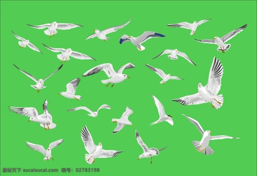 信鸽白鸽 各式各样 信鸽 白鸽 矢量图 和平 飞翔