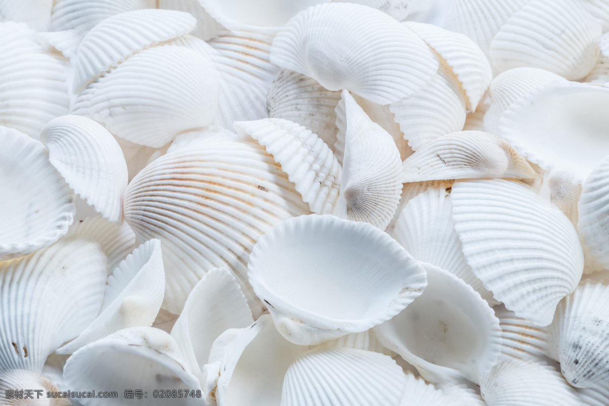 贝壳图片 贝壳 底纹 海洋 海边 海滨 白色 扇贝 洁白 贝类 自然景观 自然风景