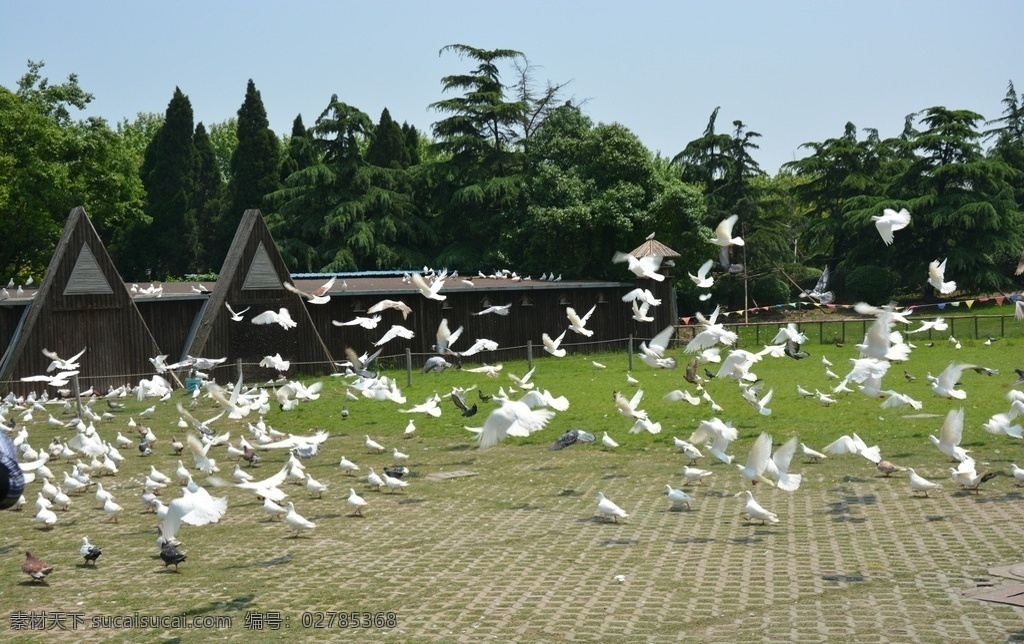 鸽子群 上海市 野生动物园 生物世界 观赏 旅游景点摄影 鸟类 野生动物