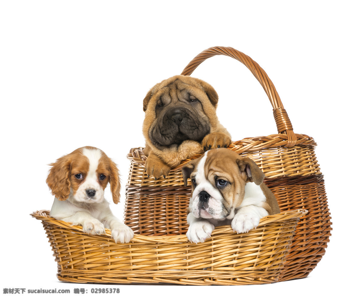 篮子 里 可爱 狗 可爱狗狗 沙皮犬 动物 宠物 狗狗图片 生物世界