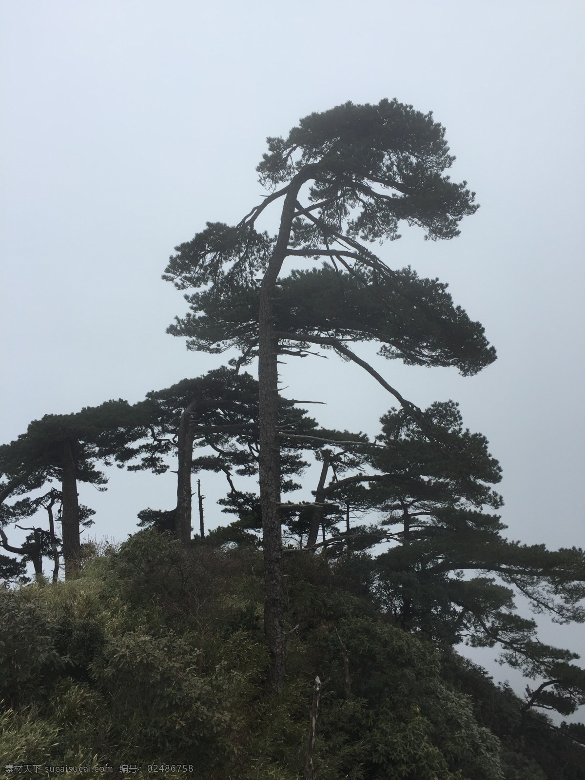 雾松 三清山 黄山 云雾 风景 自然景观 山水风景