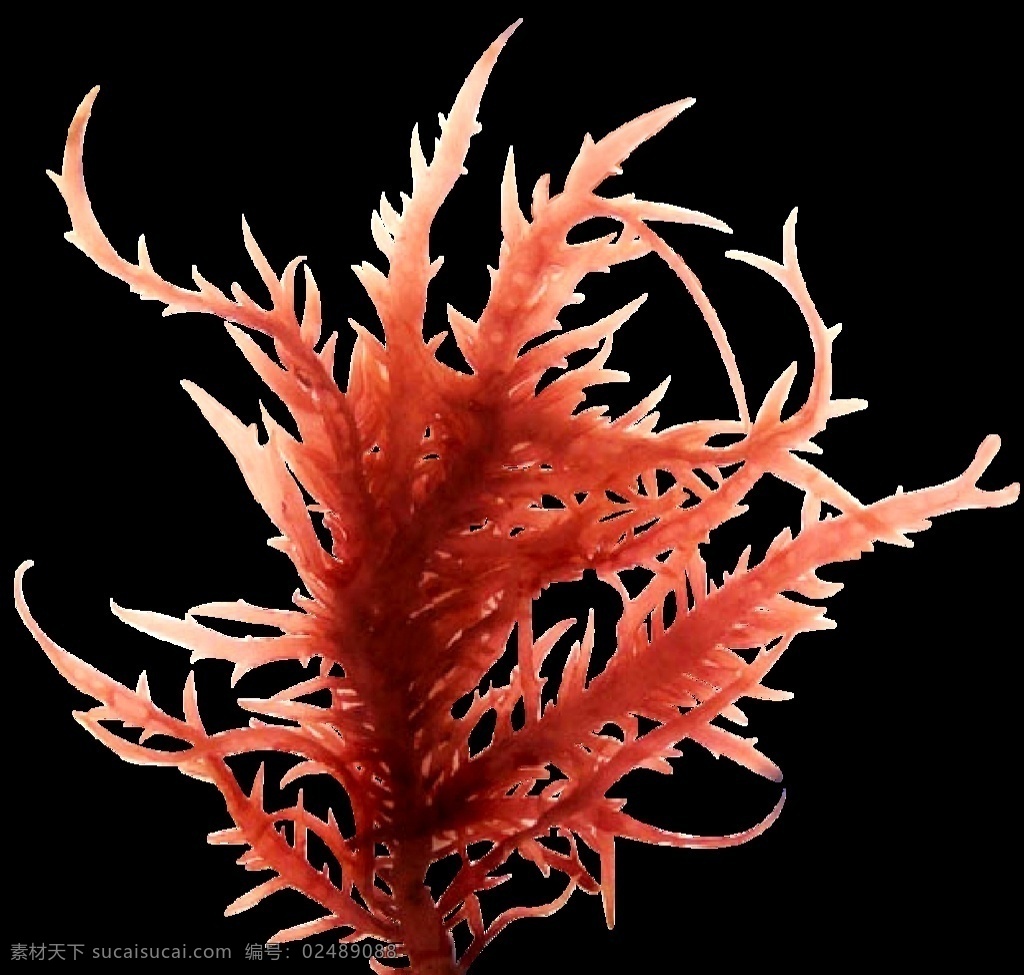 海燕窝 珊瑚 海草 水草 海洋生物 透明背景 已抠好 生物世界