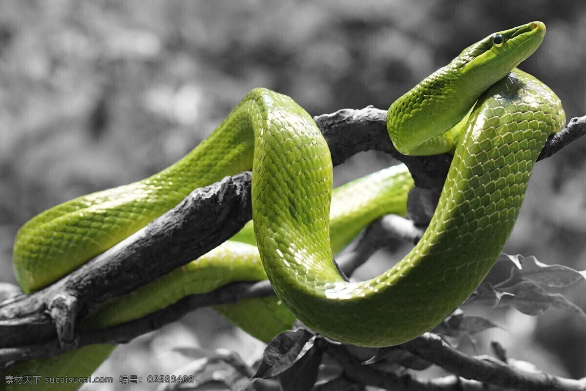 虵 蟒蛇 蛇类 花蛇 爬行类 爬行动物 生物世界 野生动物