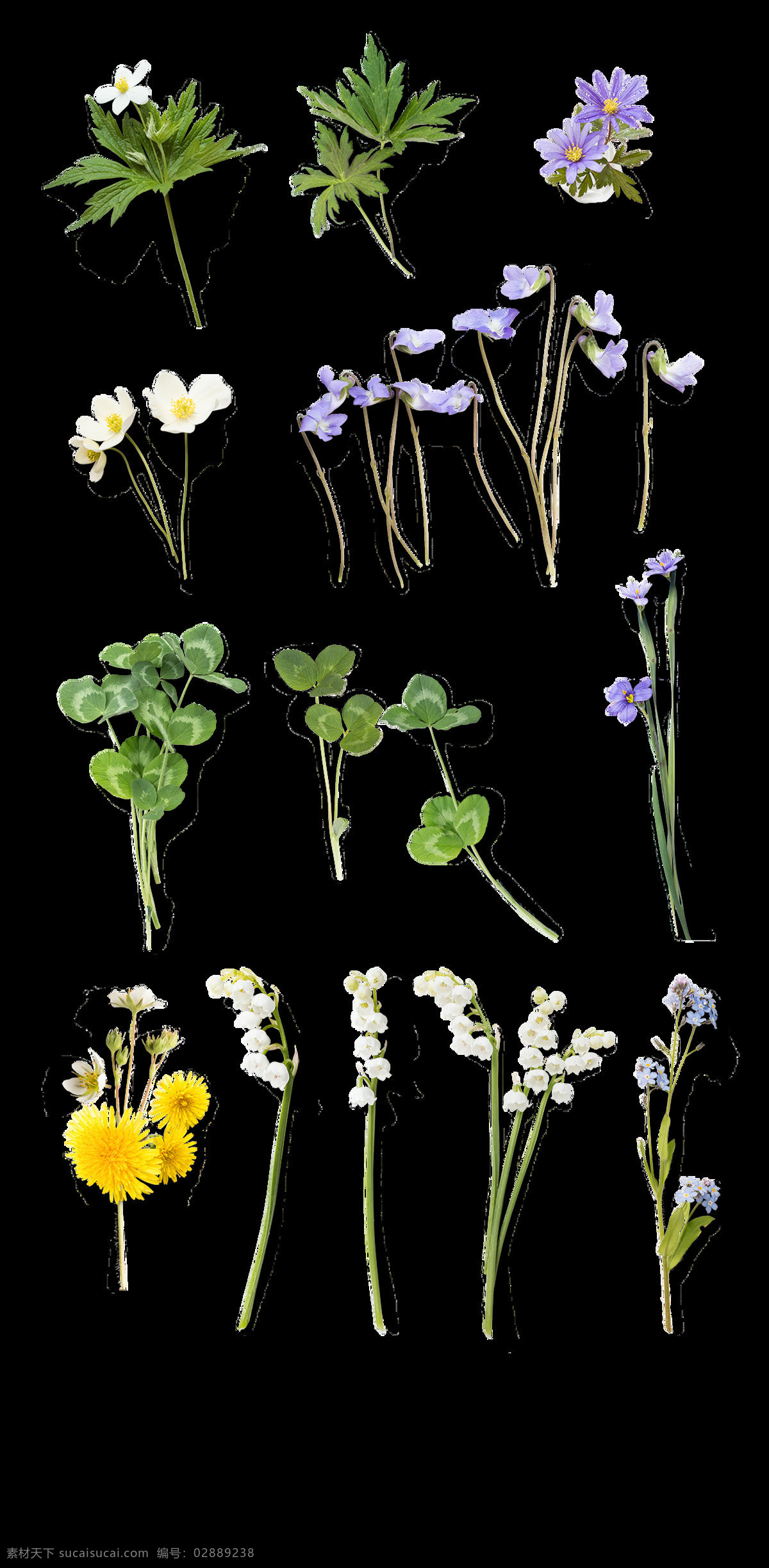 手绘 彩色 花卉 透明 装饰 免 扣 白色 逼真 花朵 黄色 绿色 透明素材 叶子