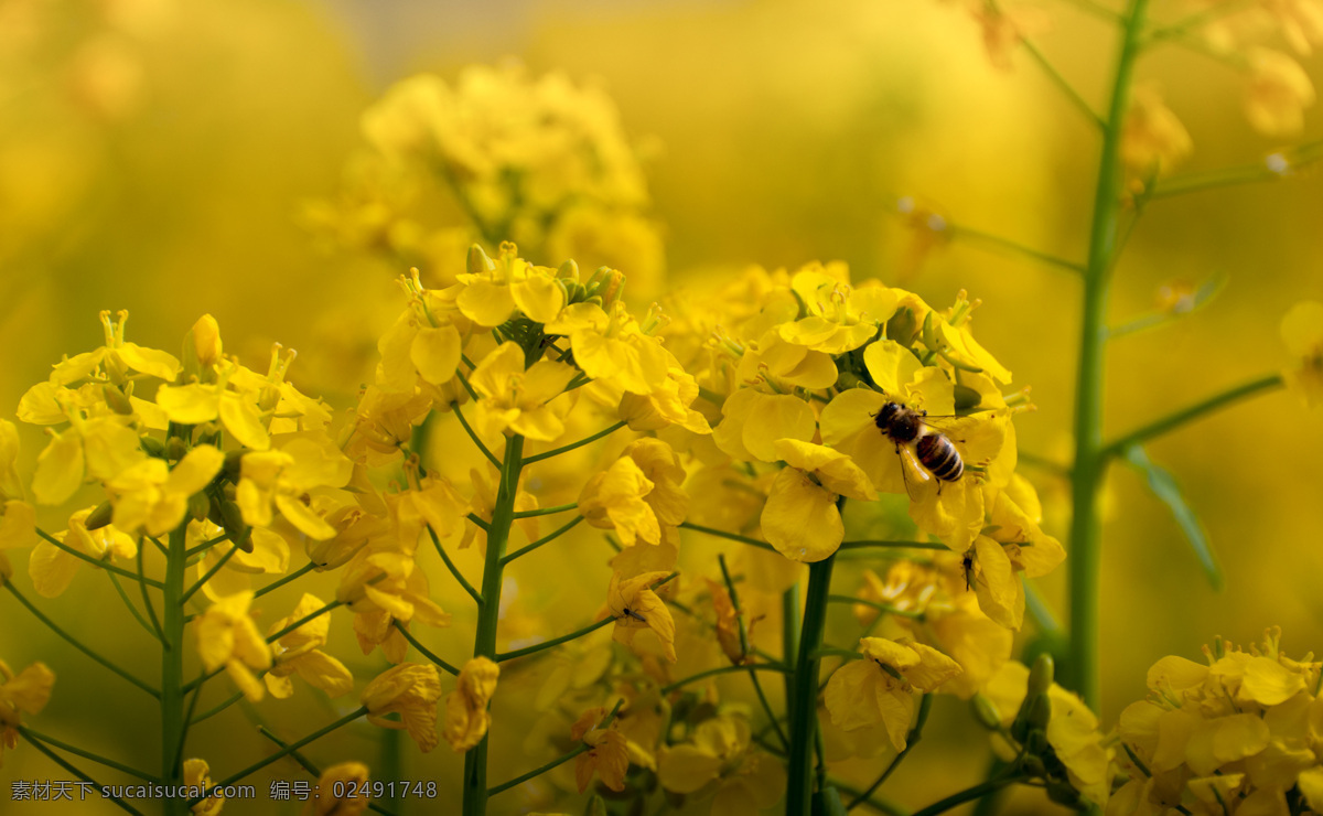 金黄色 油菜花