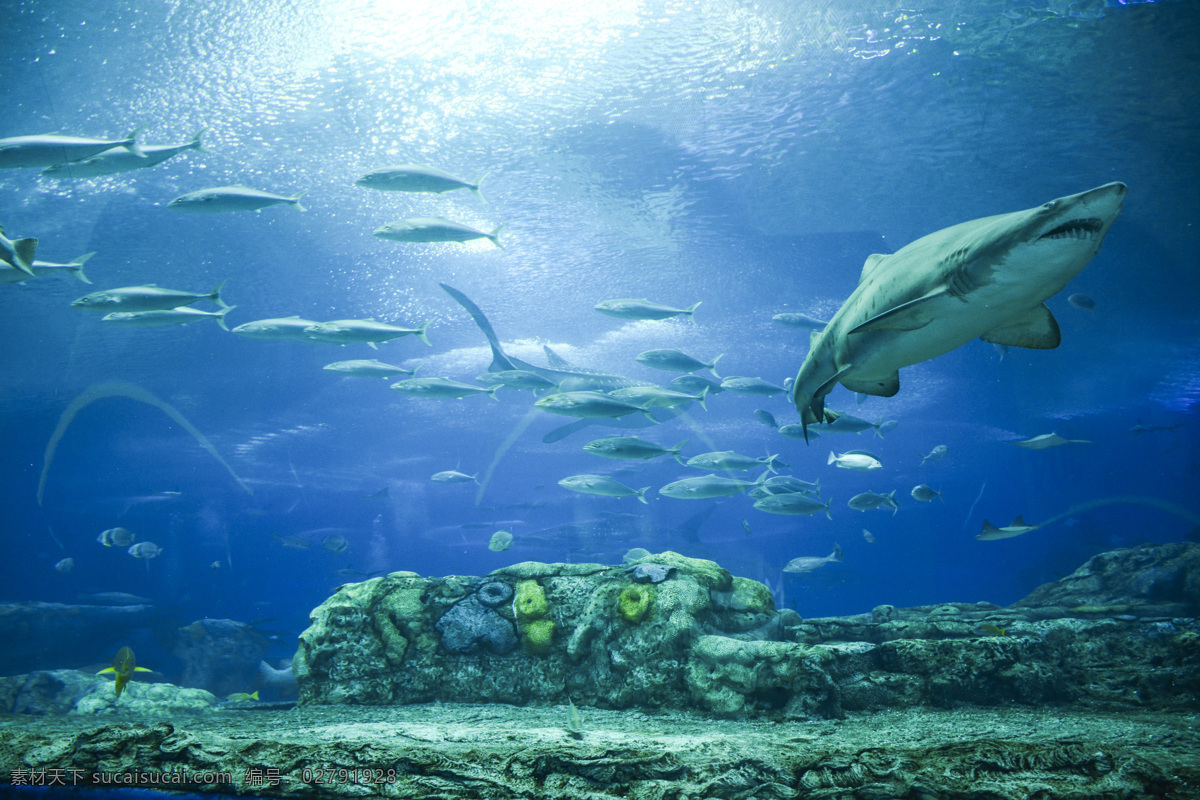 珠海 长隆 海洋王国 鲨鱼 水族馆 生物世界 海洋生物