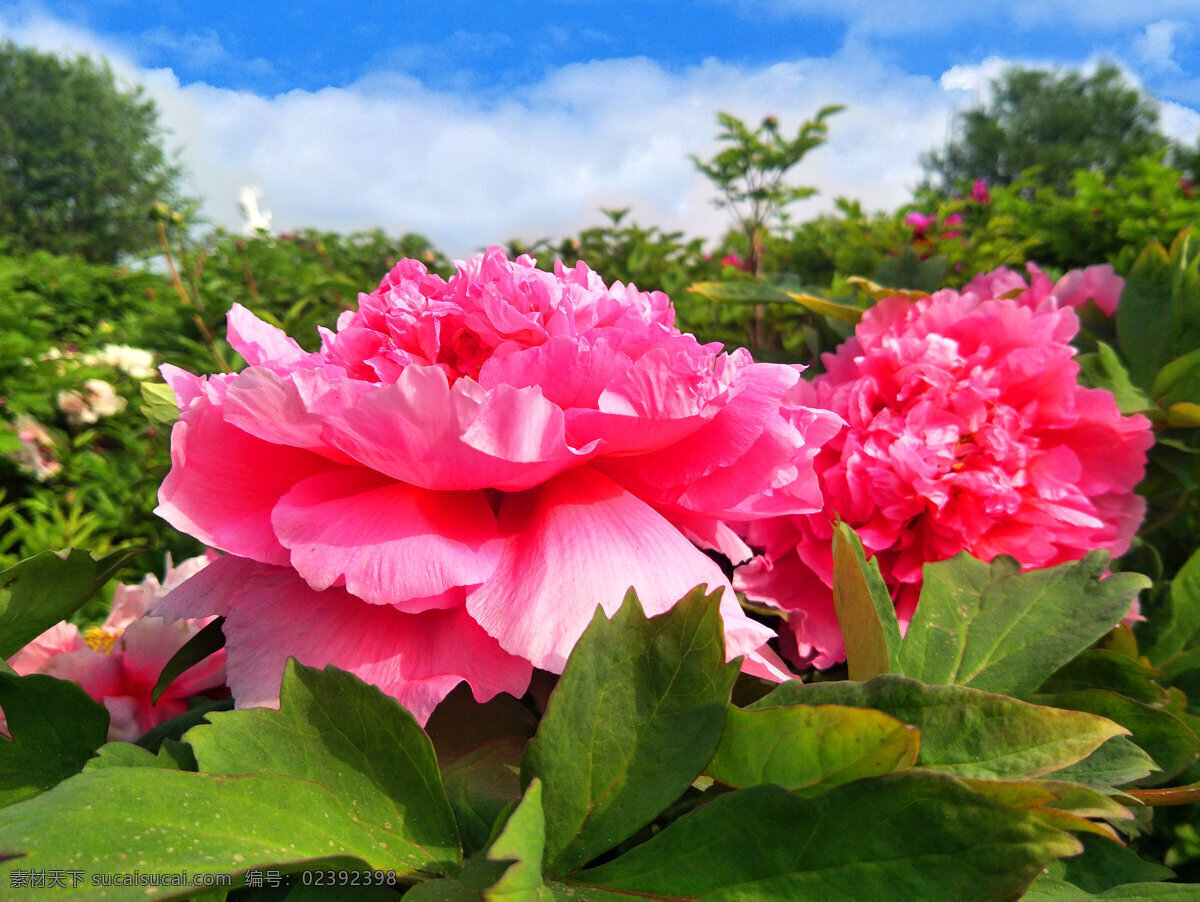 牡丹花 牡丹 花朵 花草 鲜花 盛开 花瓣 富贵花 春天 绿叶 生物世界