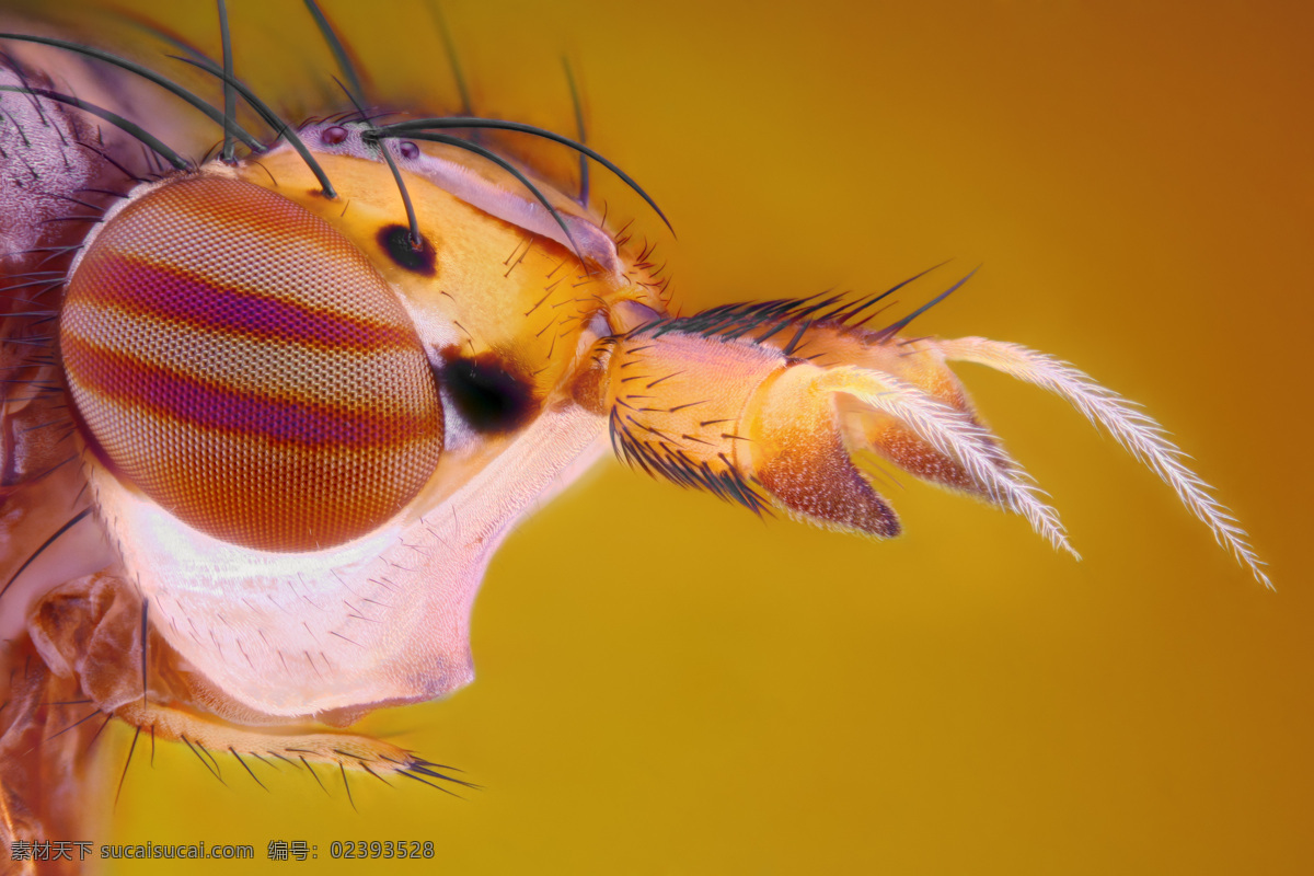 蜜蜂 眼睛 微 距 蜜蜂眼睛 彩色微距 昆虫 虫类 微距摄影 昆虫眼睛 昆虫动物 昆虫世界 生物世界