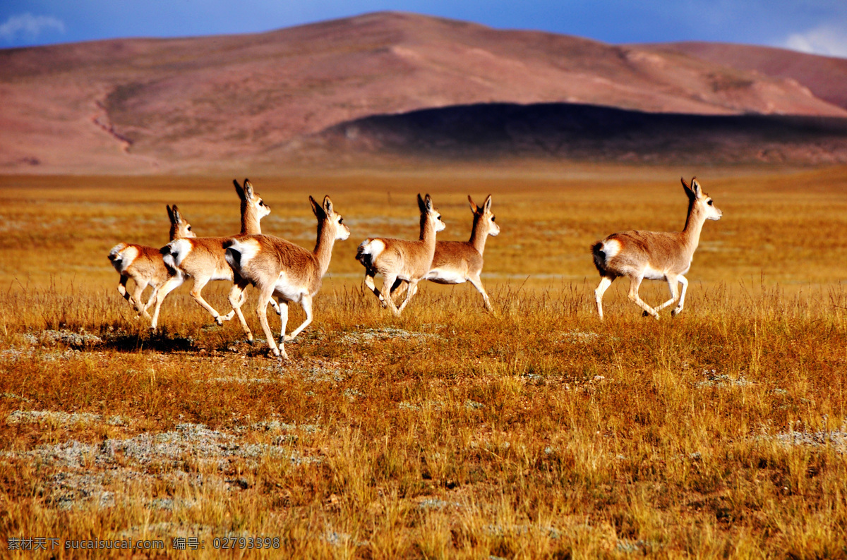 野生动物 西藏 阿里 奔跑 高原 藏原羚 旅行风光 旅游摄影 自然风景