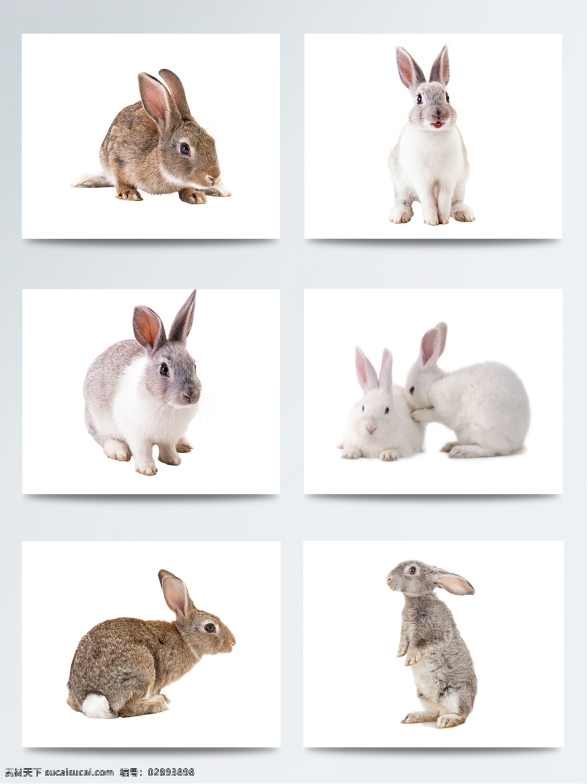 可爱 兔子 元素 创意设计 动物 装饰素材 配图 萌萌哒兔子 免扣素材 png图片
