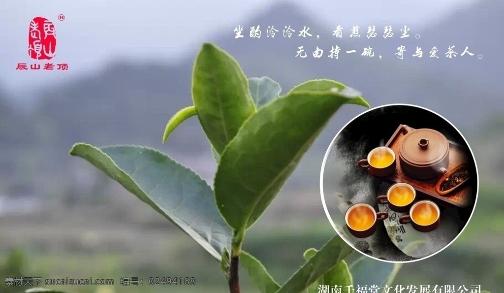 辰山老顶 安化黑茶 茶 茶文化 茶意境 茶杯 茶叶 茶山 茶具 黑茶 茶艺 茶树