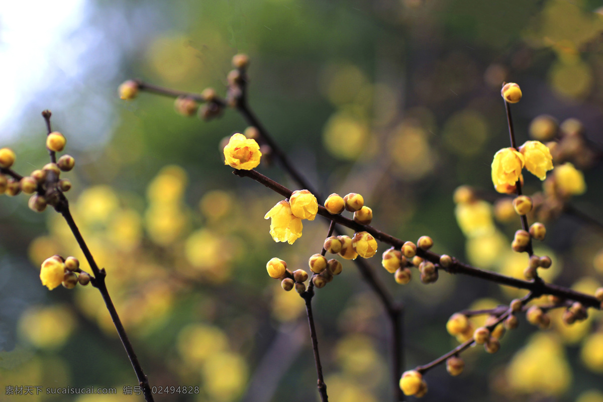 盛开的腊梅 腊梅 黄金茶 黄梅 金梅 腊月的花 腊梅花 生物世界 花草