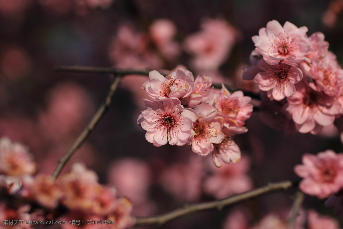 梅花 花草 花卉 生物世界 展览 植物 上海植物园 装饰素材 展示设计