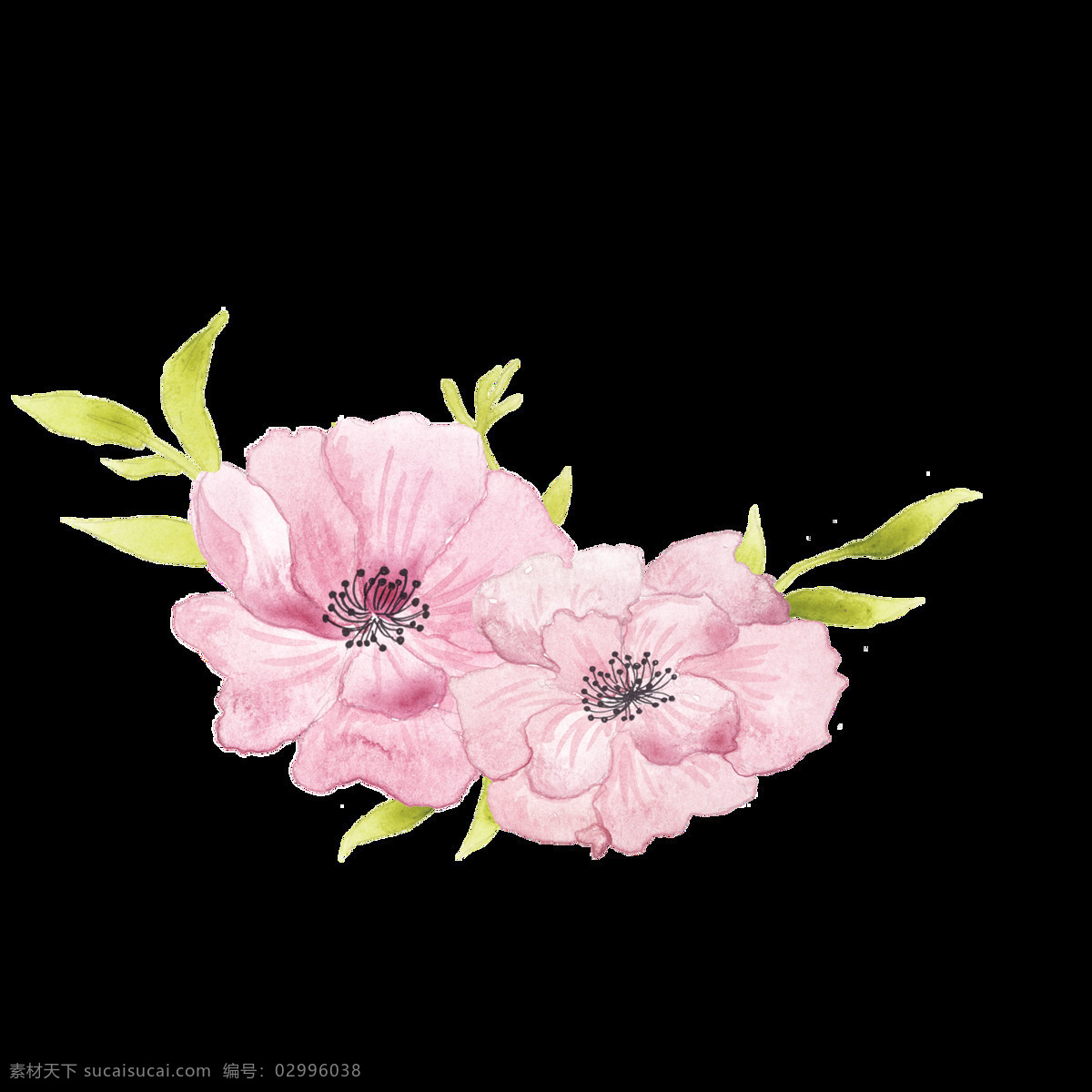 淡雅 手绘 花 装饰 图案 牡丹花 蔷薇花 月季 绿叶 绽开的花