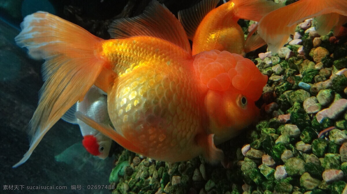 金鱼 生物世界 鱼类 红色金鱼 美丽动人 鱼吃食 顽皮