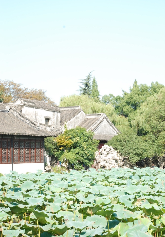 南浔美景 南浔古镇 美景 荷花 荷叶 荷花池 古建筑 建筑摄影 建筑园林