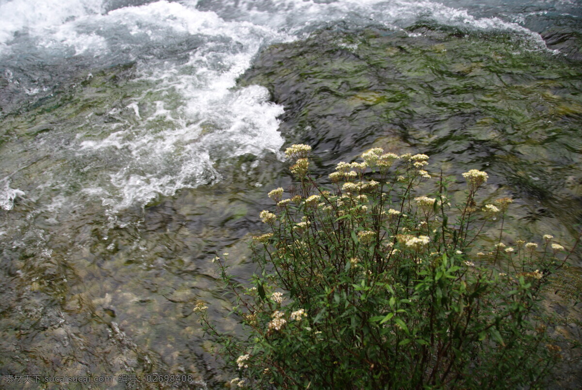 激流边的花 九寨沟 树正群海 激流 花朵 流水 山水风景 自然景观