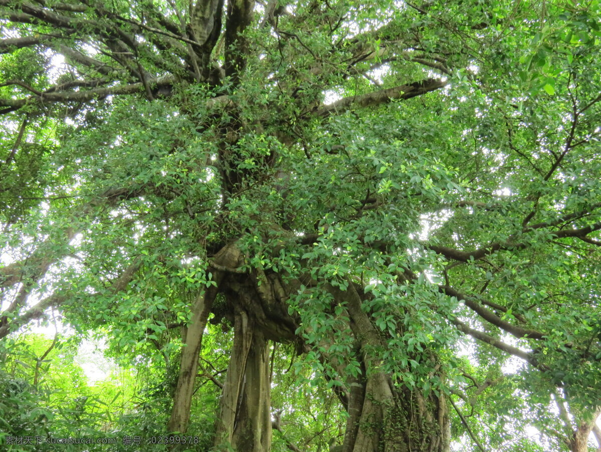 榕树 生命树 灵树 特色风景树 大树木 生物世界 树木树叶