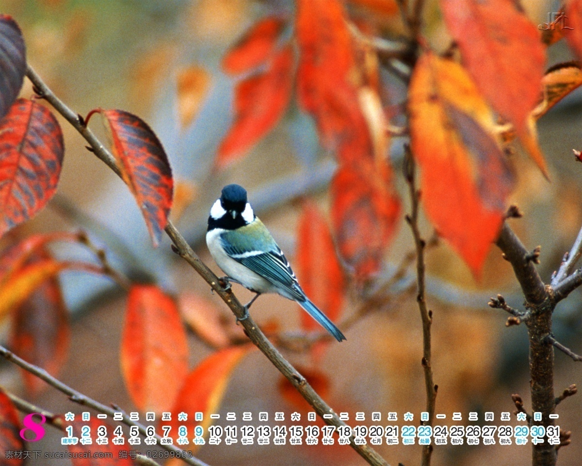 2009 年 日历 模板 台历 放飞 青春 自然 和谐 全套 共 张 含 封面 09日历模板 模板下载 psd源文件