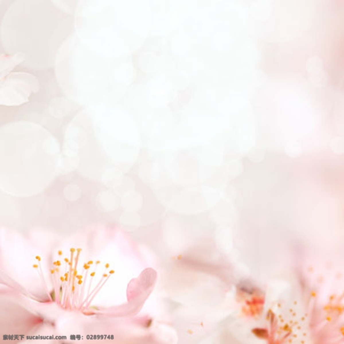 粉色 浪漫 梦幻 背景 图 简约 清爽 唯美 绿色 花朵 女装 清新 护肤品 玫瑰花 白色