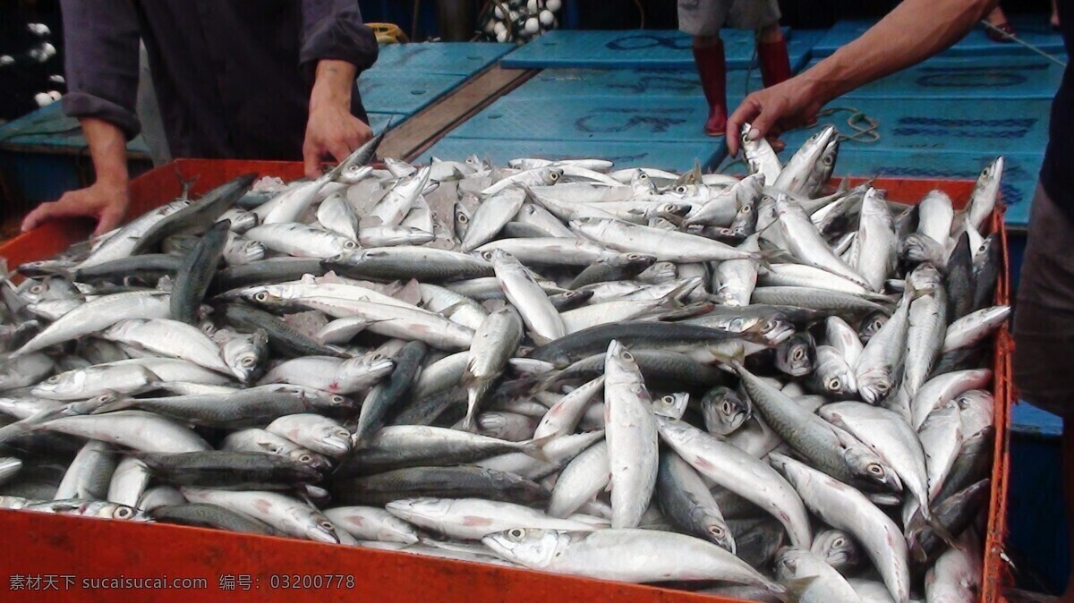 满载而归 鱼 海鲜 鱼类 巴浪鱼 卖鱼 生物世界