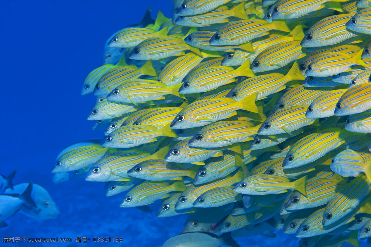 鱼群 海底世界 海洋馆 海鱼 海水 深海 海底 水族 鱼类 大海图片 风景图片