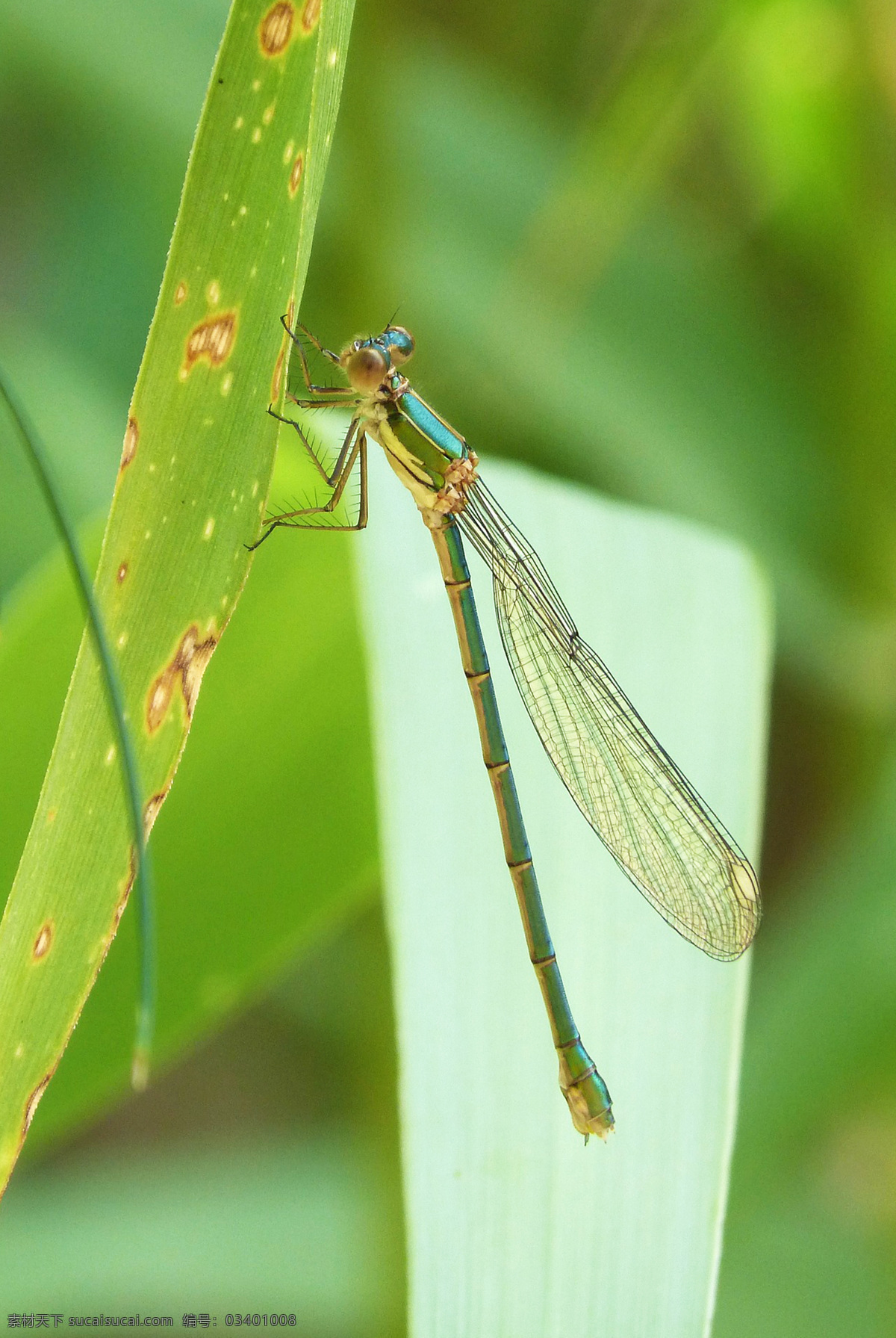 昆虫 dragonfly 红蜻蜓 libellule 蜻蜓素材 蜻蜓特写 蜻蜓背景 丁丁 点灯儿 蚂螂 负劳 诸乘 纱羊 山咪 光光听