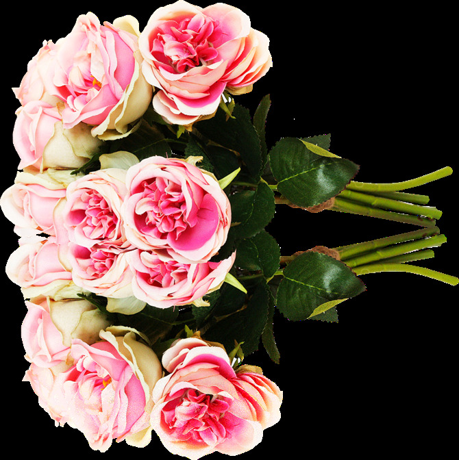 五 朵 粉色 玫瑰花 鲜艳花朵 美丽鲜花 花卉花草 花草植物 漂亮花朵 玫瑰花素材 底纹背景 鲜花摄影 五朵