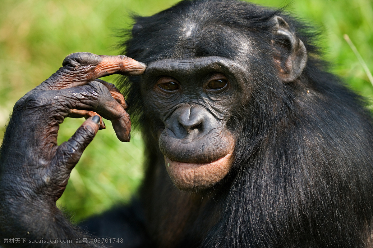 黑猩猩 猴子 野生动物 动物摄影 动物世界 陆地动物 生物世界