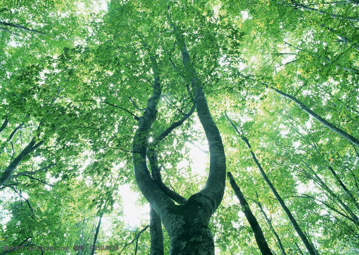 树林图片 森林树木 树林风景图片 树林高清图片 树木树叶 植物素材 生物世界 高清图片 花草树木