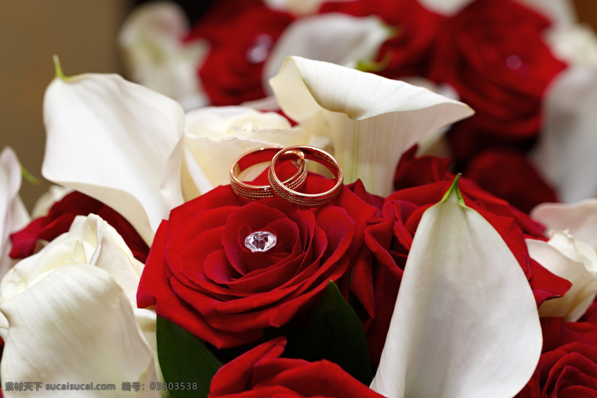 玫瑰花 戒 玫瑰花的对戒 花朵 对戒 戒子 首饰 新人情侣 人物图库 婚礼图片 生活百科