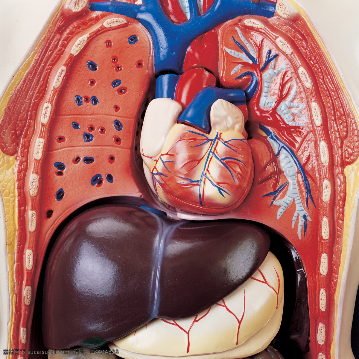 人体 器官 模型 医学生物 设计素材 其它插图 书画美术 红色